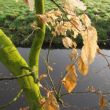 Ochtendzon op blad en tak.