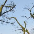 Takke(n)"zooi" van appelbomen.